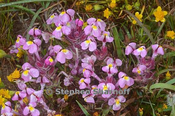 triphysaria eriantha ssp rosea 4 graphic